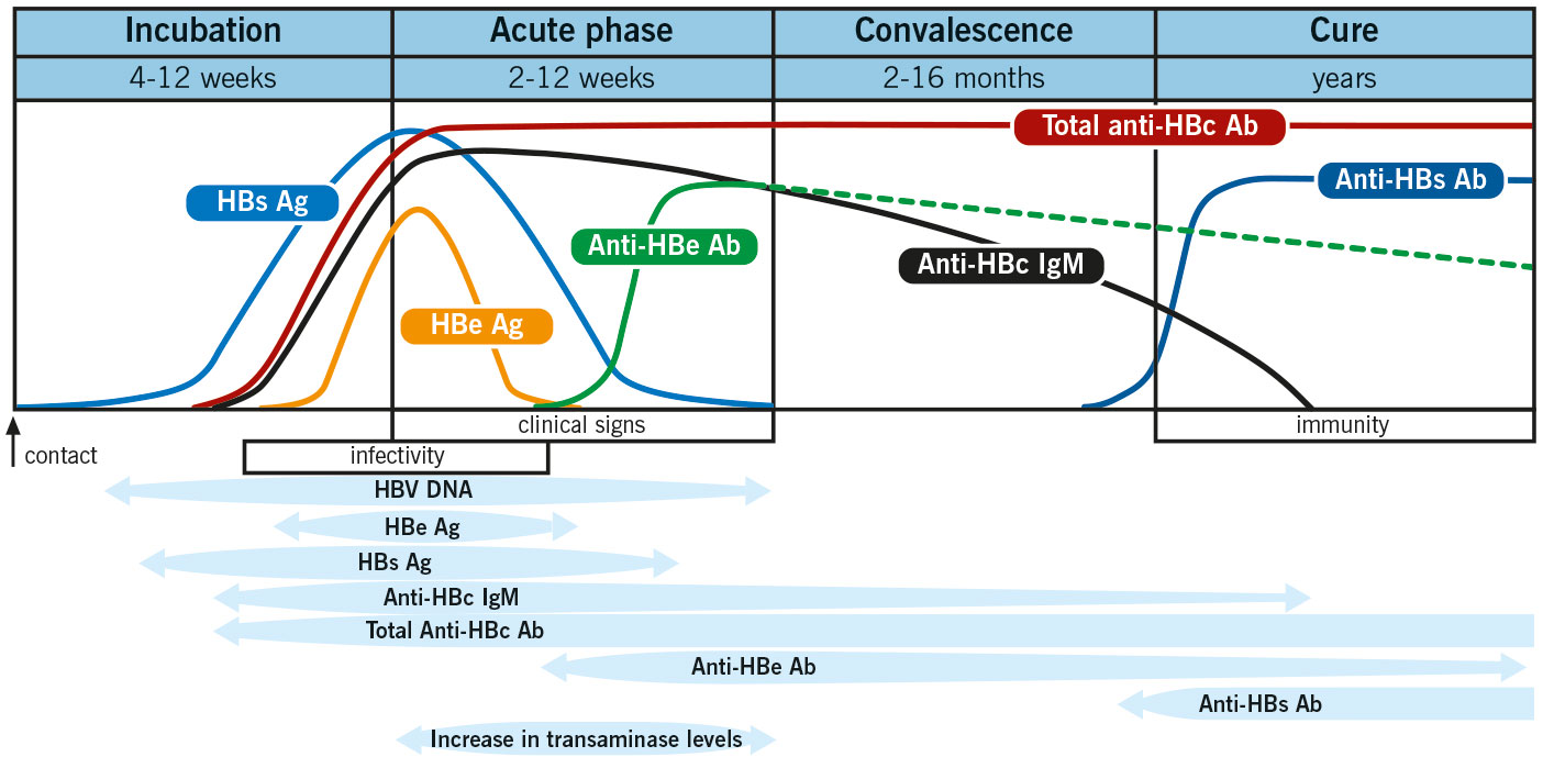 Hepatitis B Surface Antigen Information The Doctors Laboratory